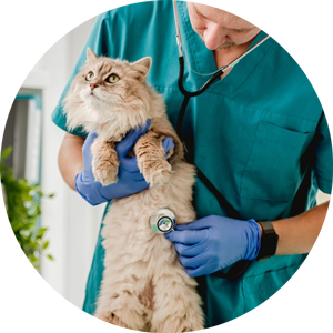 Cat Stethoscope Abdomen